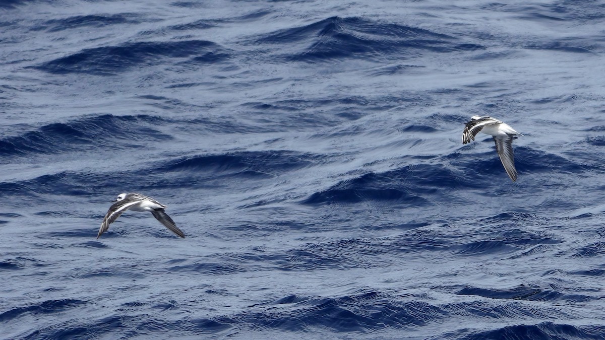 Red-necked Phalarope - ML646409026