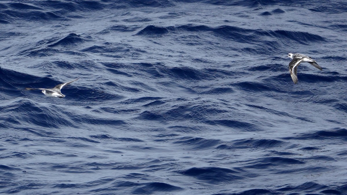 Red-necked Phalarope - ML646409027