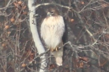 Red-tailed Hawk - ML646409029