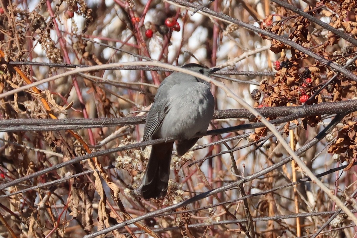 Miaulari grisa - ML646409032