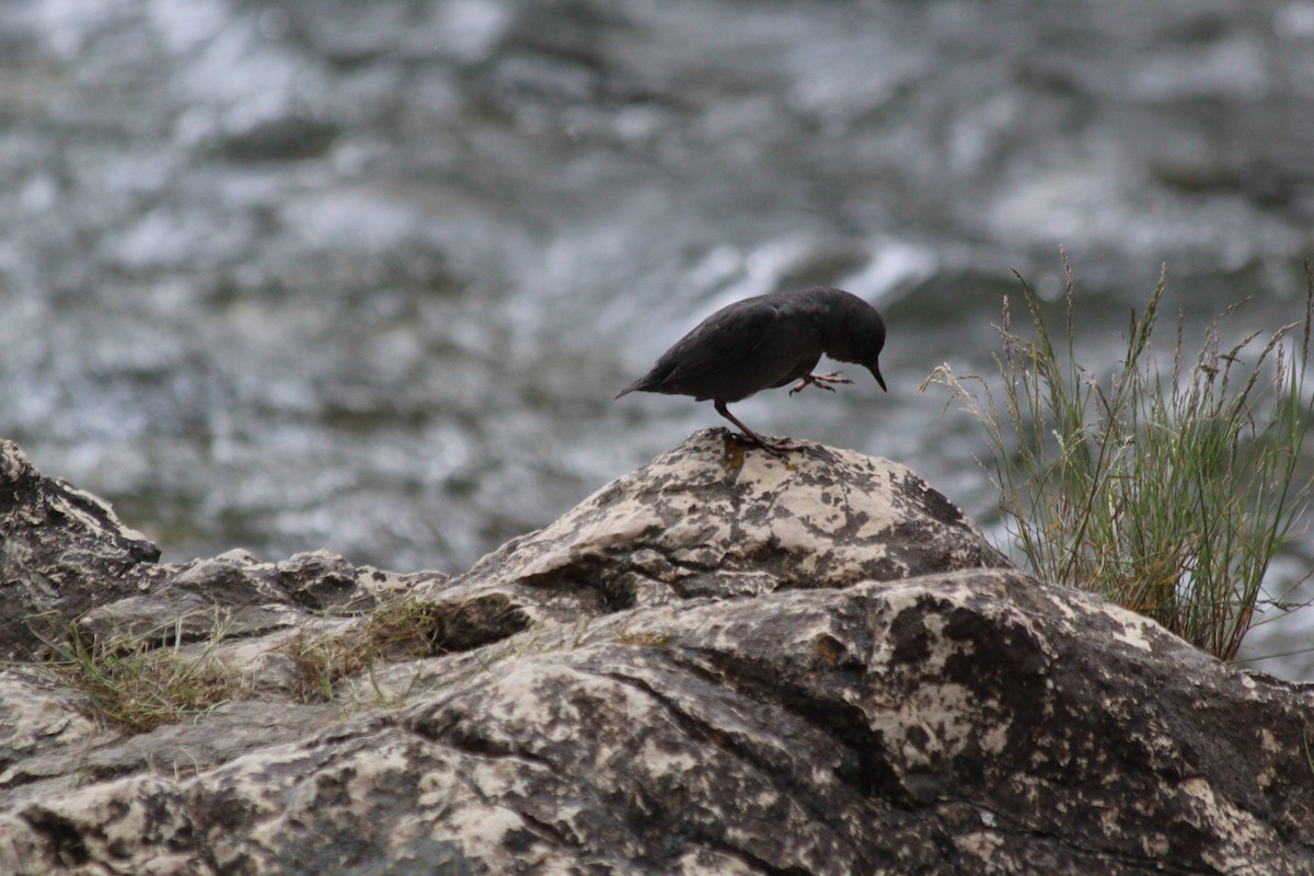 gråfossekall - ML646409033