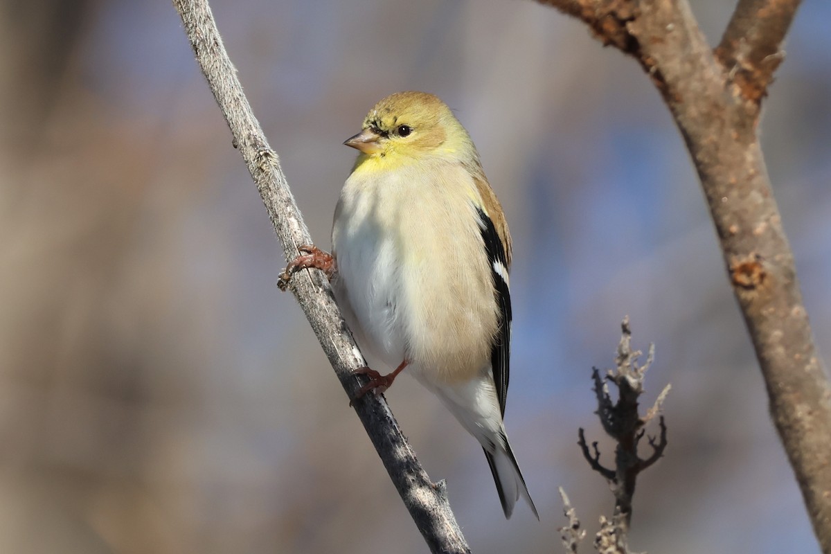 American Goldfinch - ML646409036