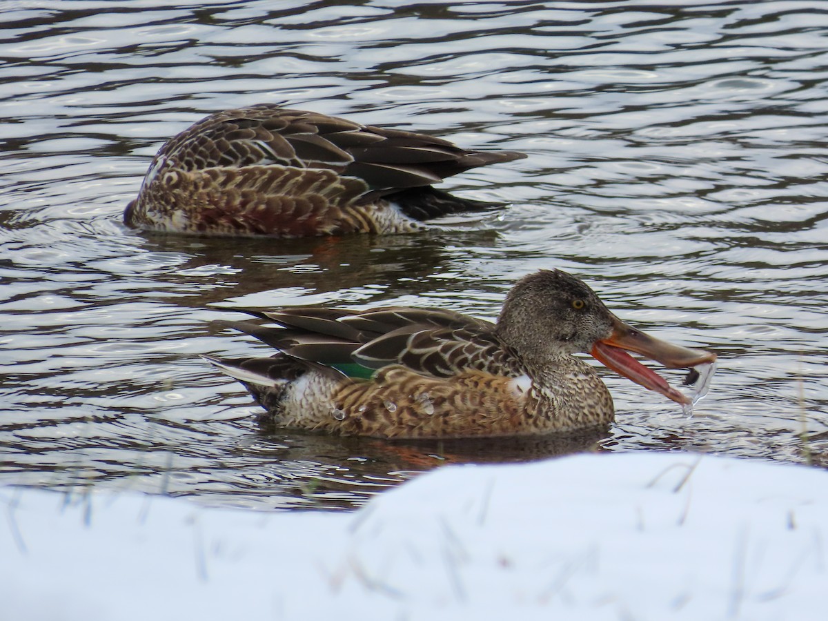 Mestolone - ML646409037