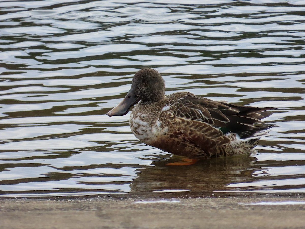 Широконіска північна - ML646409038
