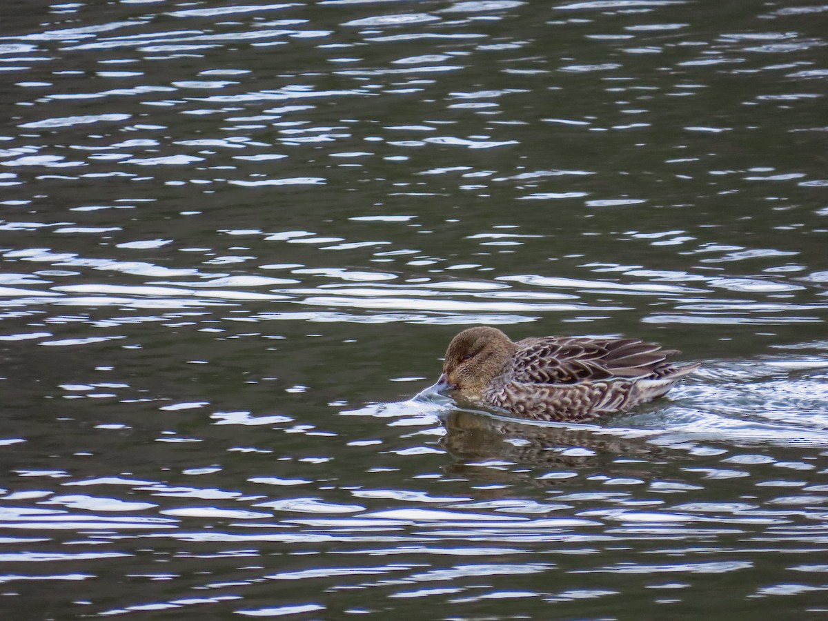 Широконіска північна - ML646409039