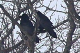 Erroi handia - ML646409040