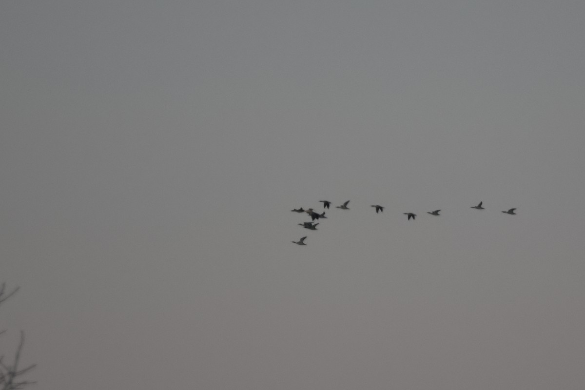 morčák velký - ML646409042