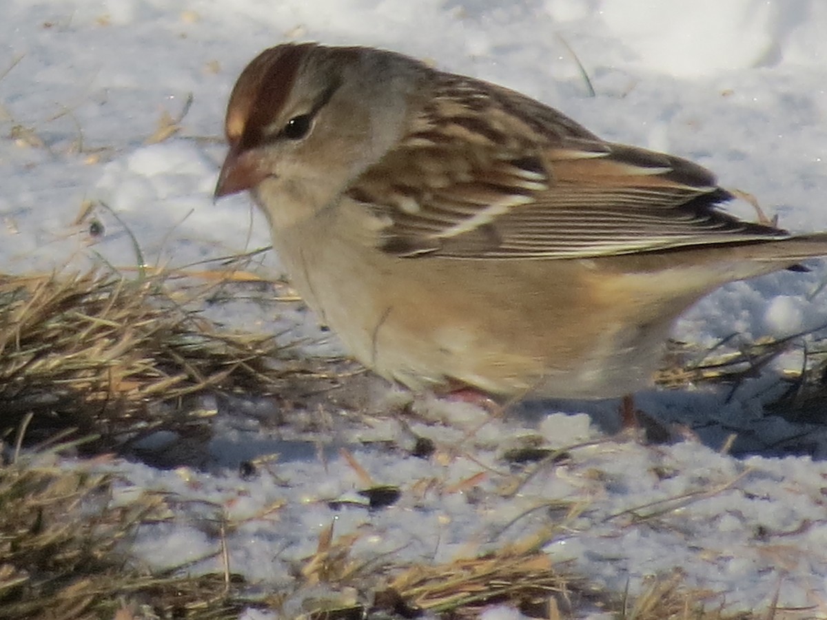 White-crowned Sparrow - ML646409043
