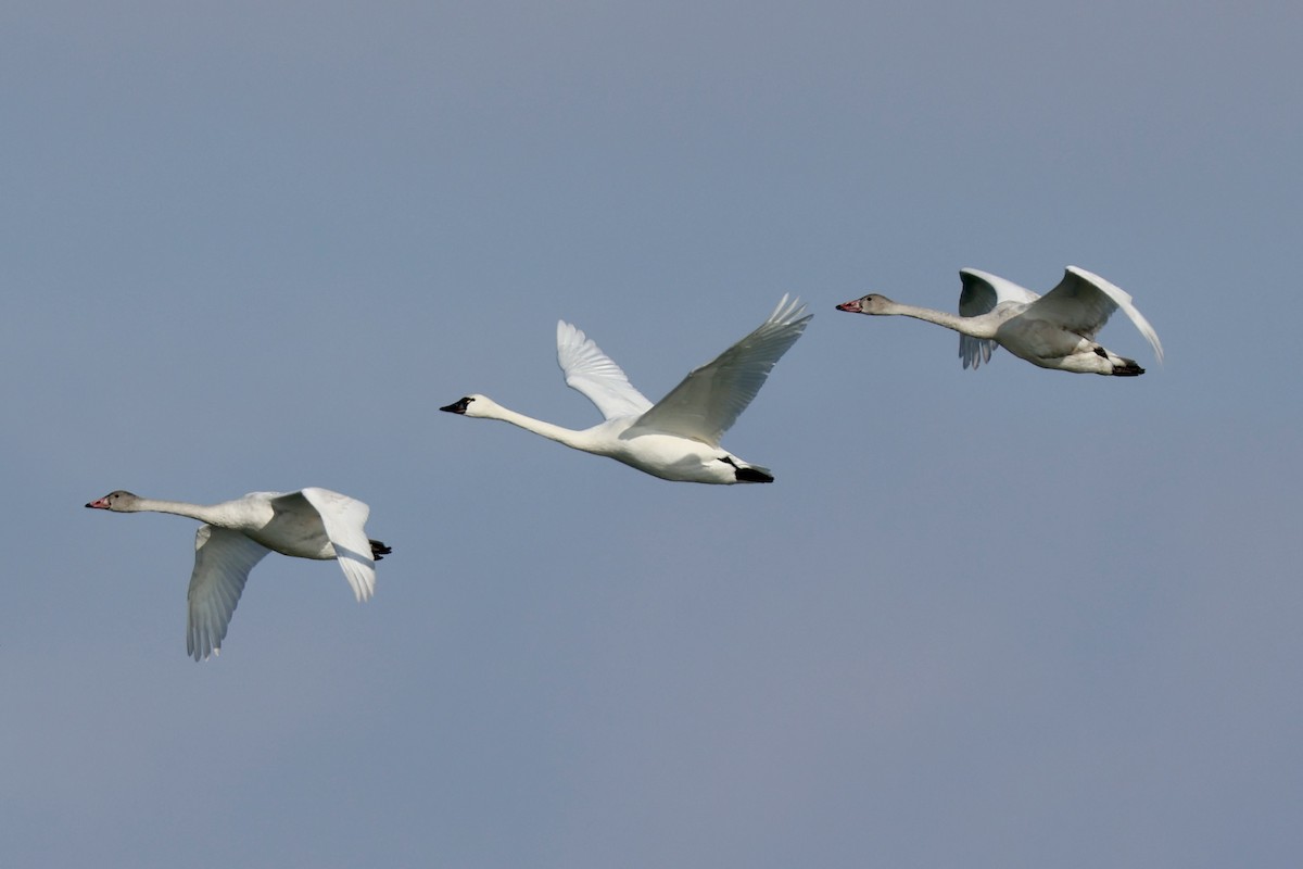 Zwergschwan - ML646409044