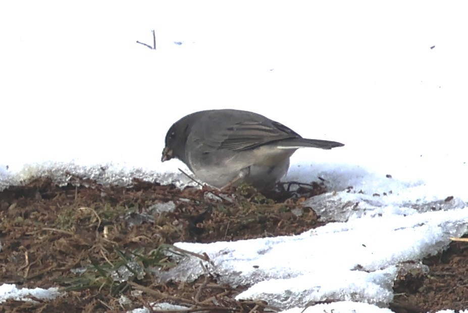 Юнко сірий - ML646409045