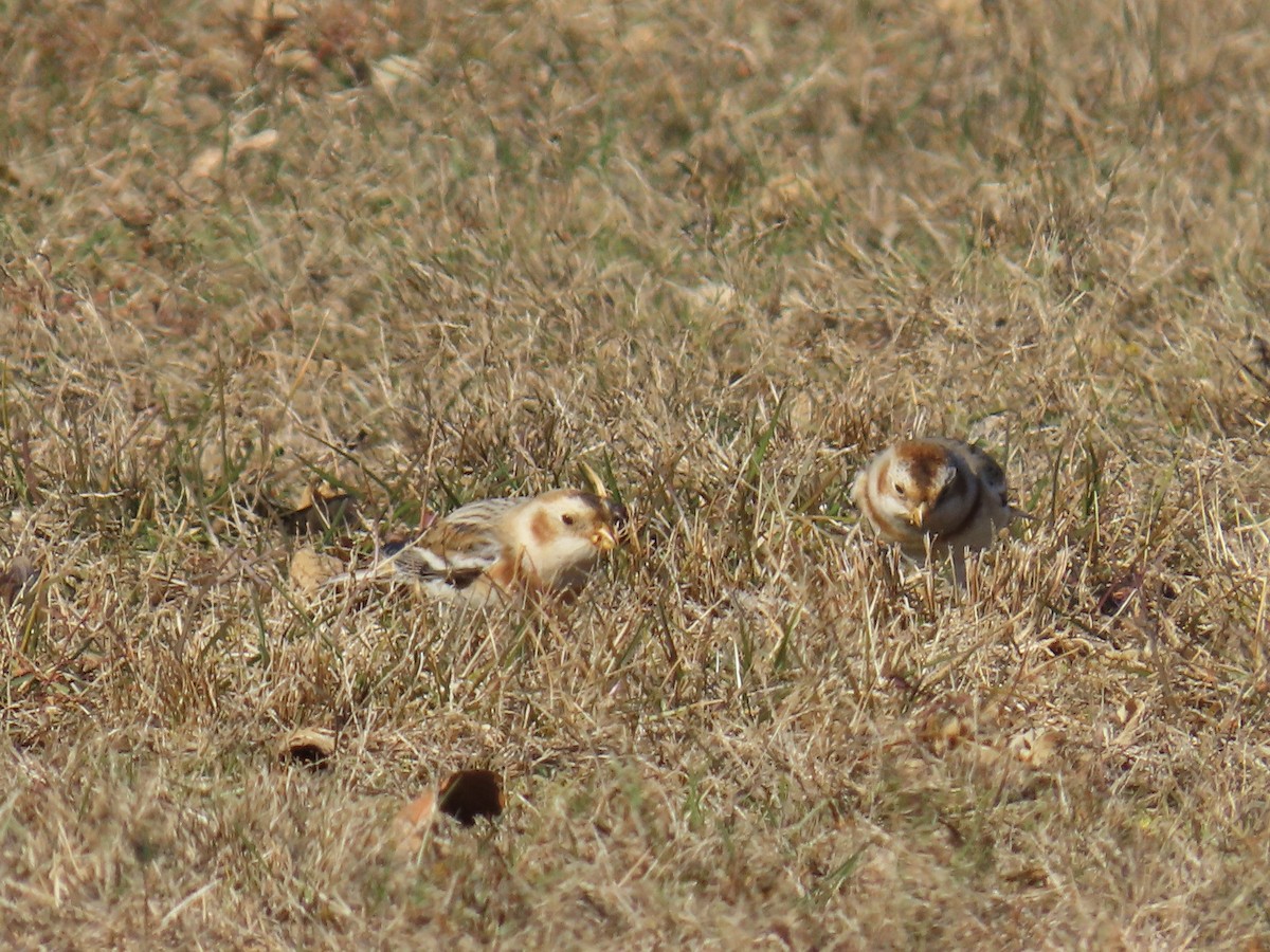 Elur-berdantza - ML646409046