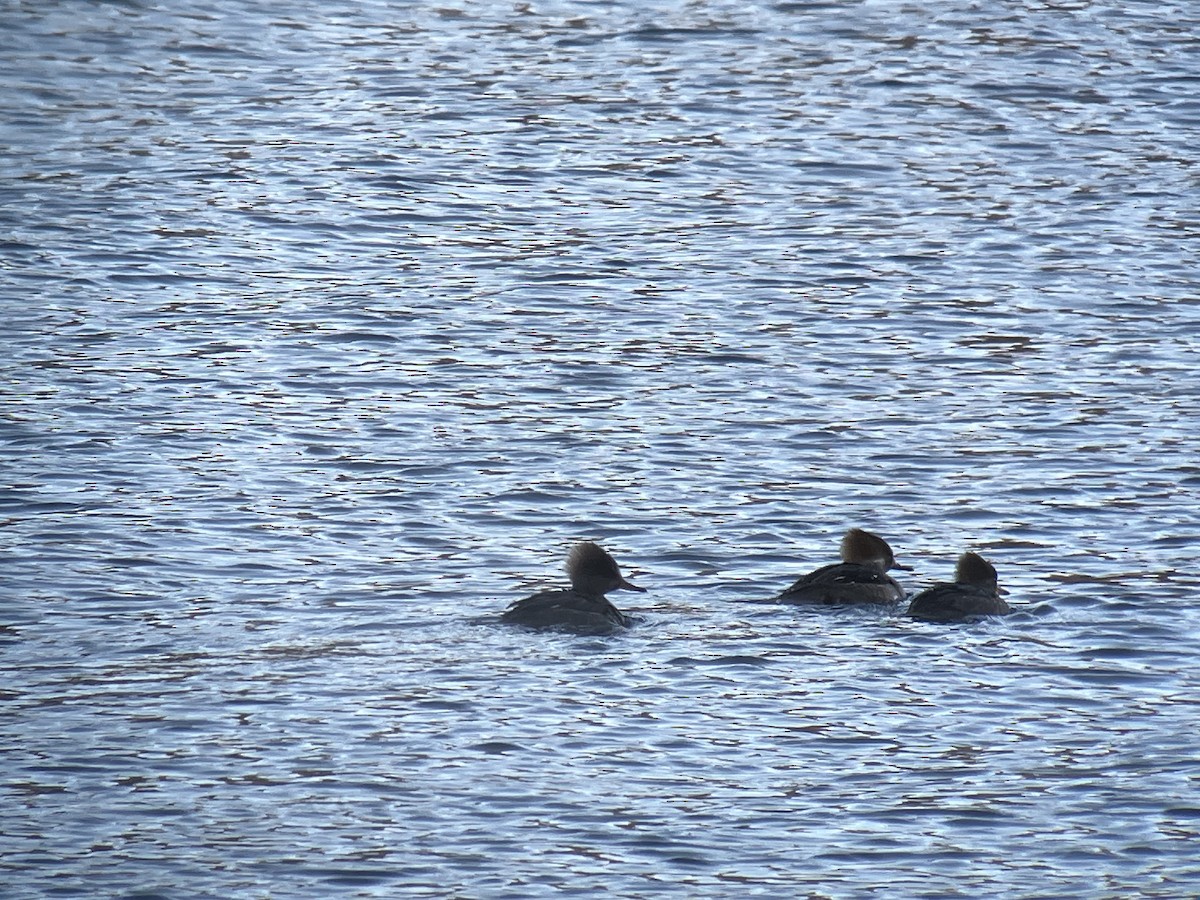 morčák chocholatý - ML646409047