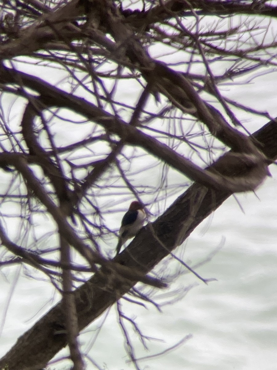 Red-headed Woodpecker - ML646409048
