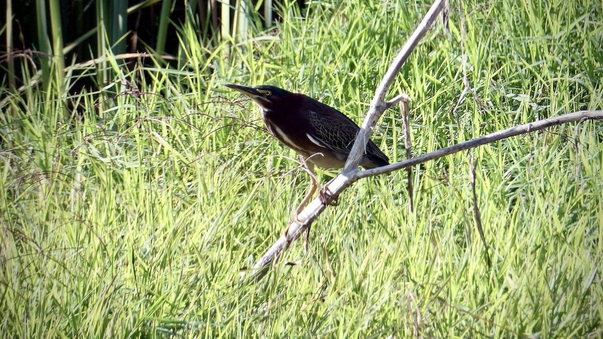 Héron vert - ML646409049