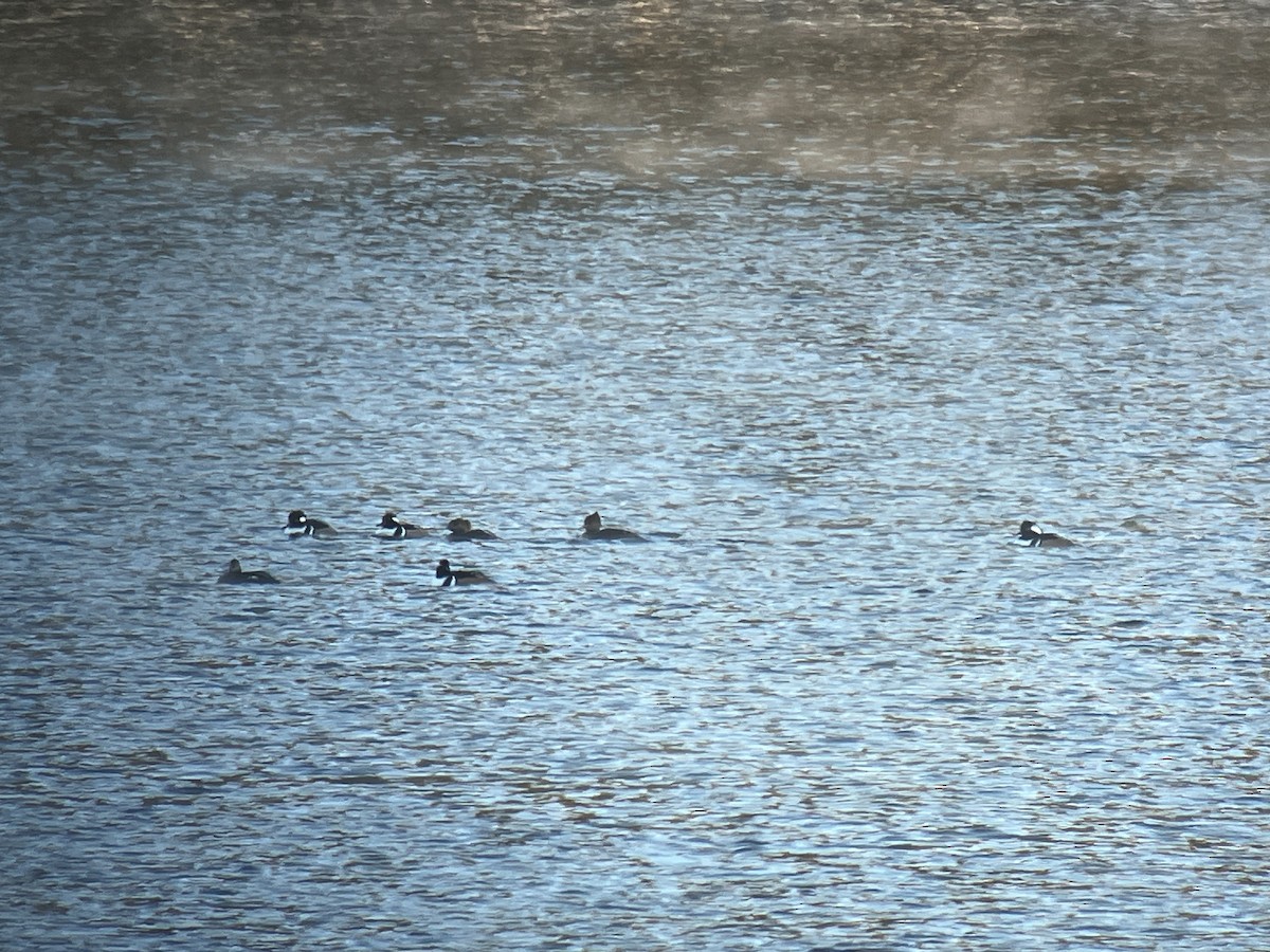 morčák chocholatý - ML646409050