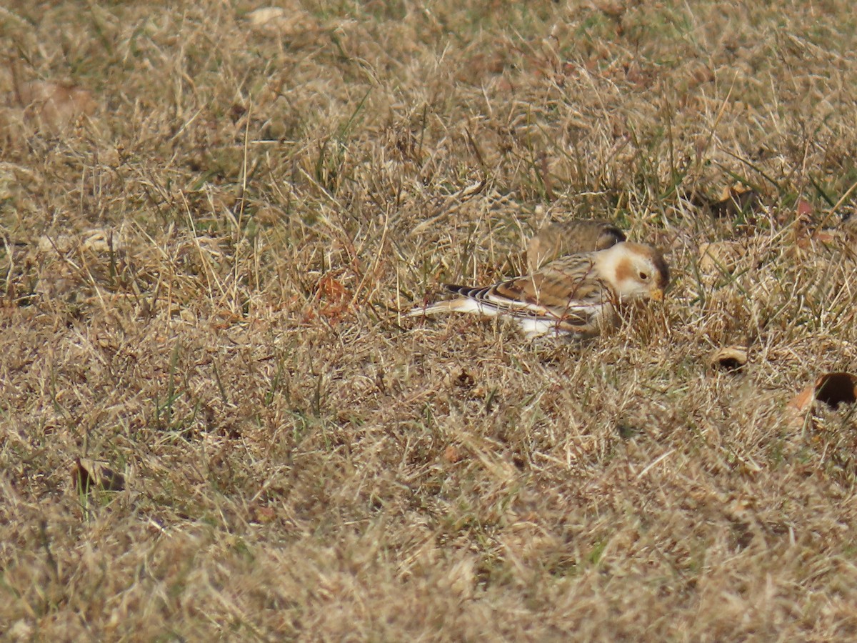 Elur-berdantza - ML646409052