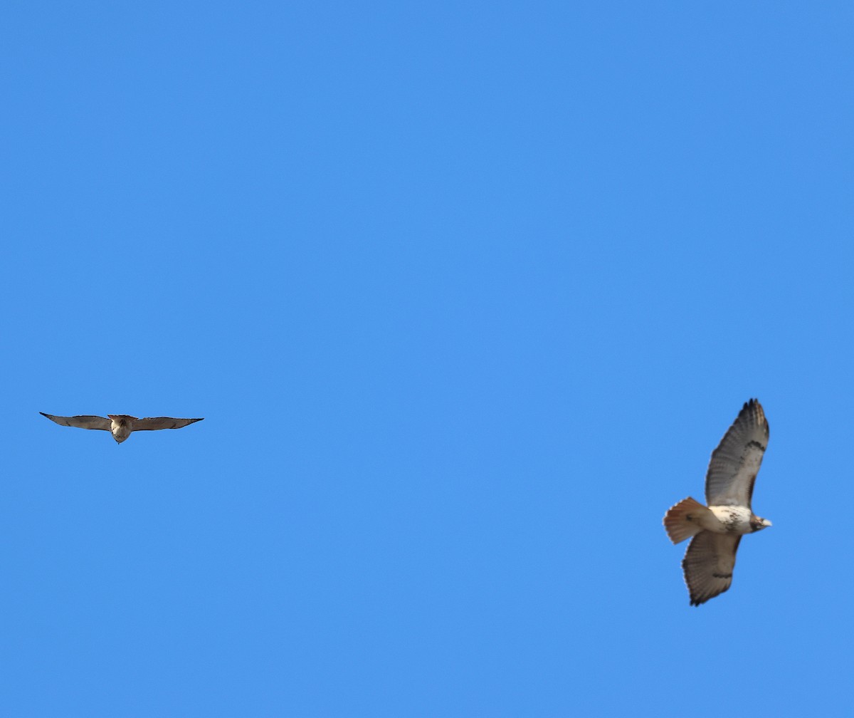Red-tailed Hawk - ML646409053