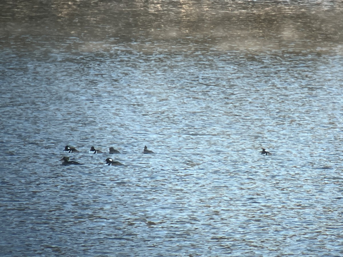 morčák chocholatý - ML646409054