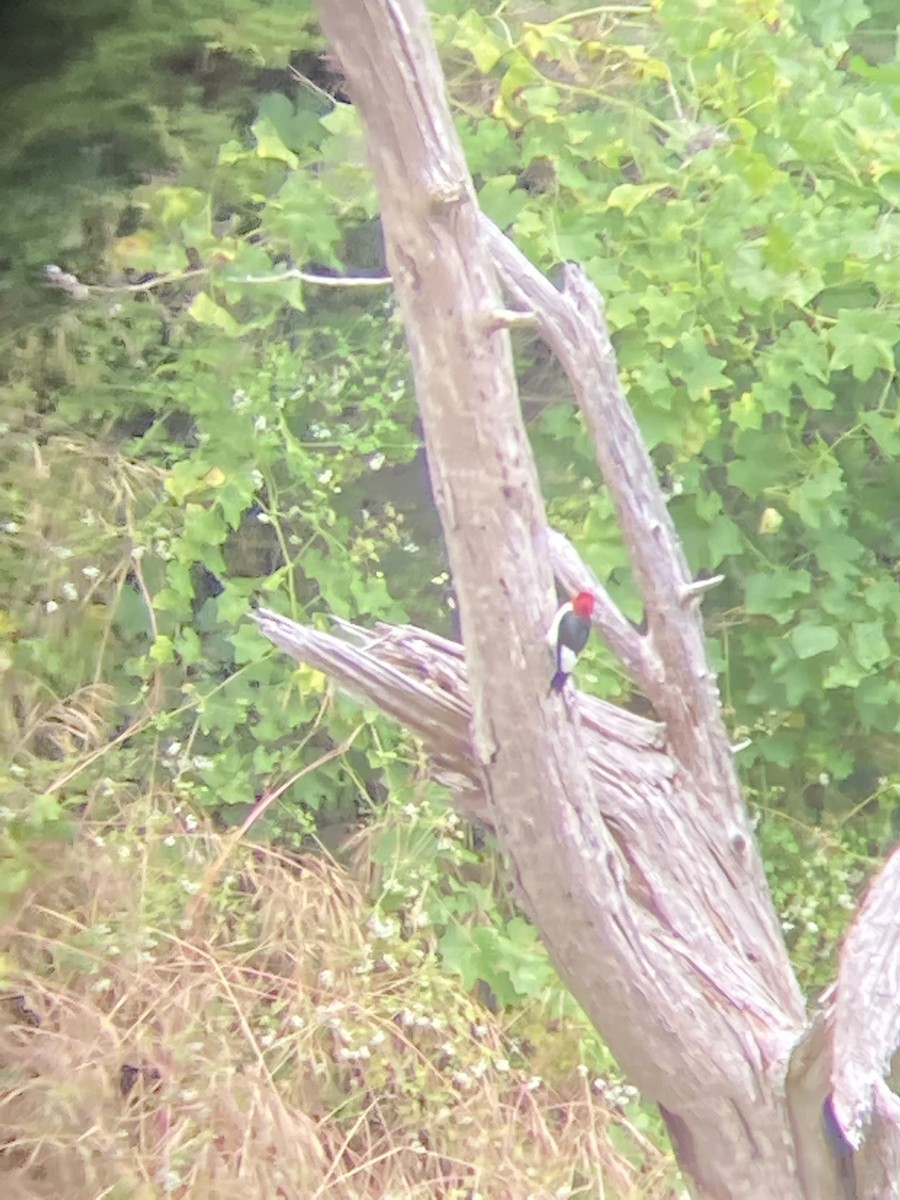 Red-headed Woodpecker - ML646409055