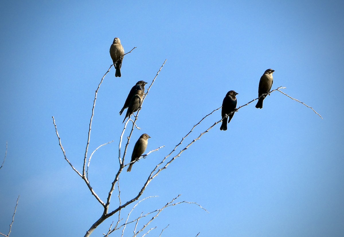 Braunkopf-Kuhstärling - ML646409056