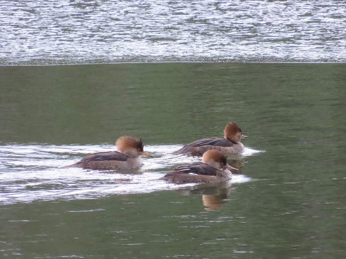 Крех жовтоокий - ML646409057