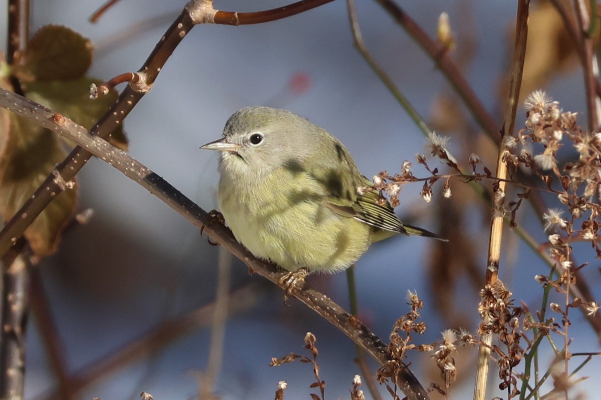 Orange-crowned Warbler - ML646409059