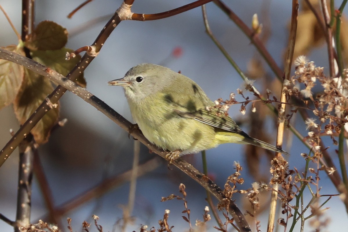 Orange-crowned Warbler - ML646409060