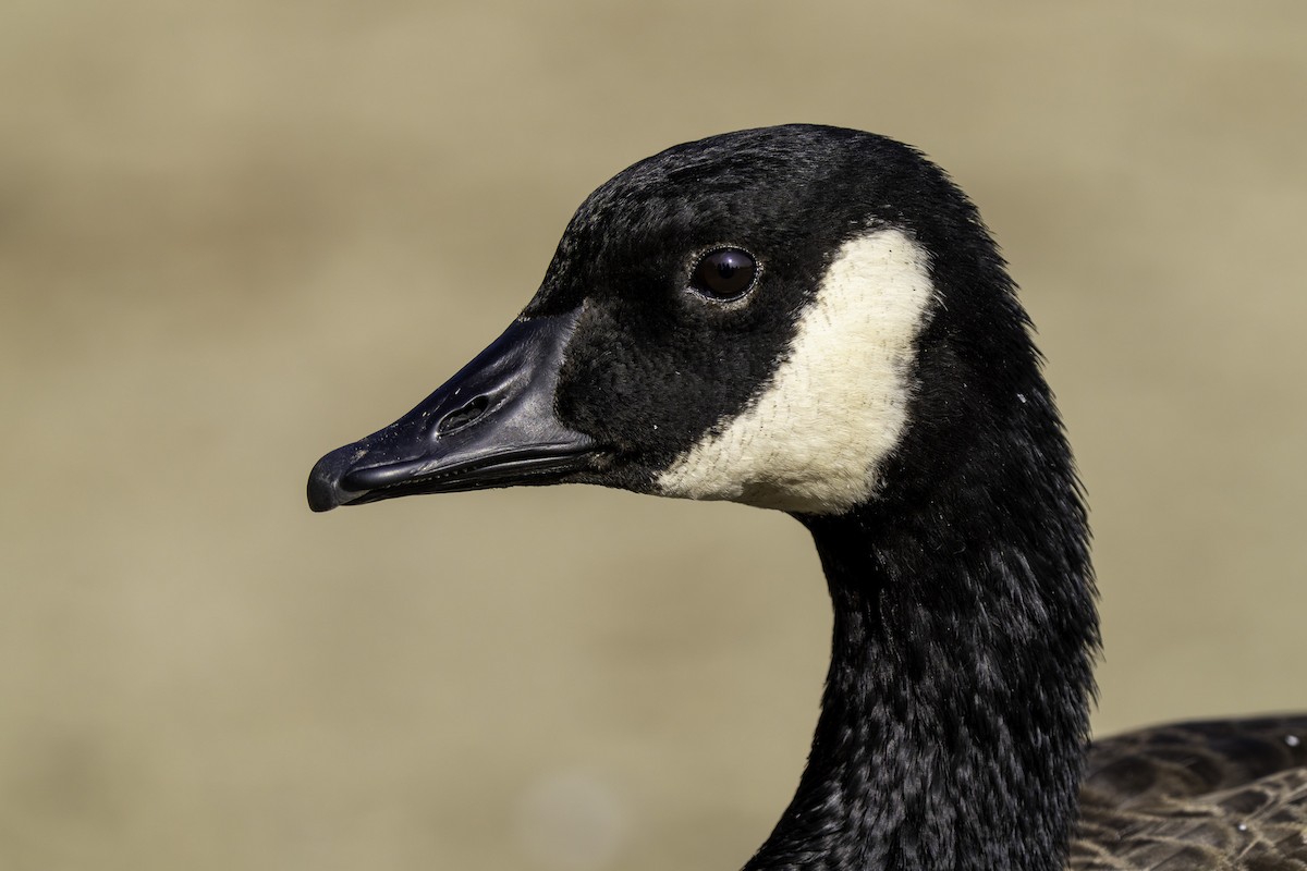 ברנטה קנדית - ML646409062