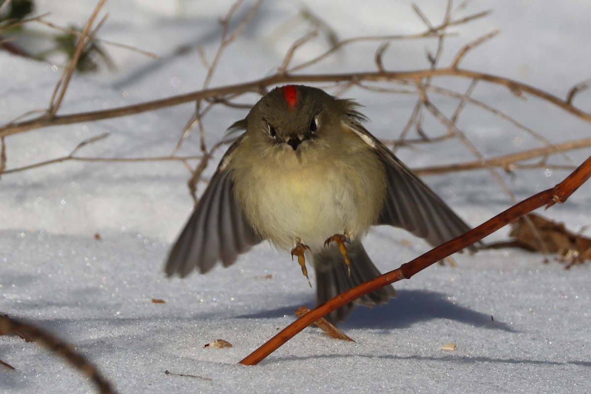 Erregetxo mottogorria - ML646409063