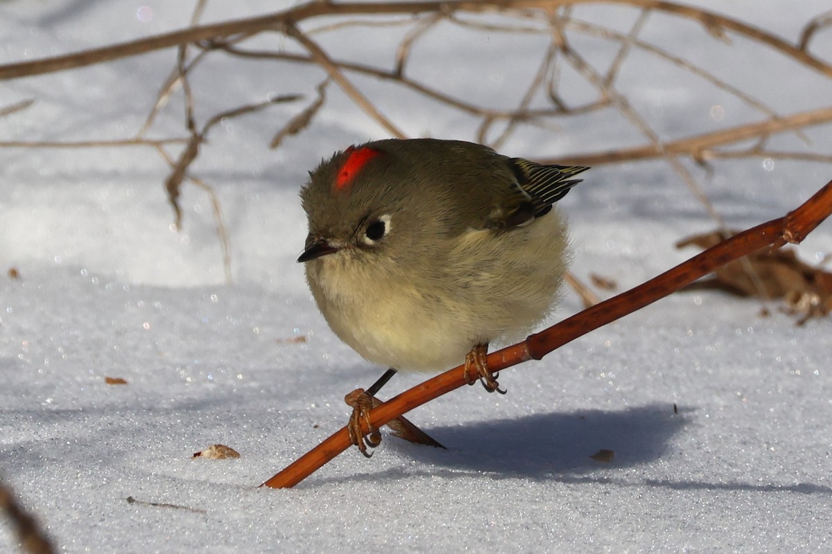 Erregetxo mottogorria - ML646409065