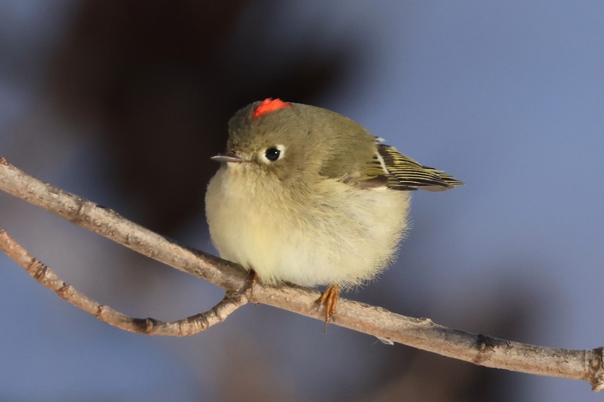 Erregetxo mottogorria - ML646409066