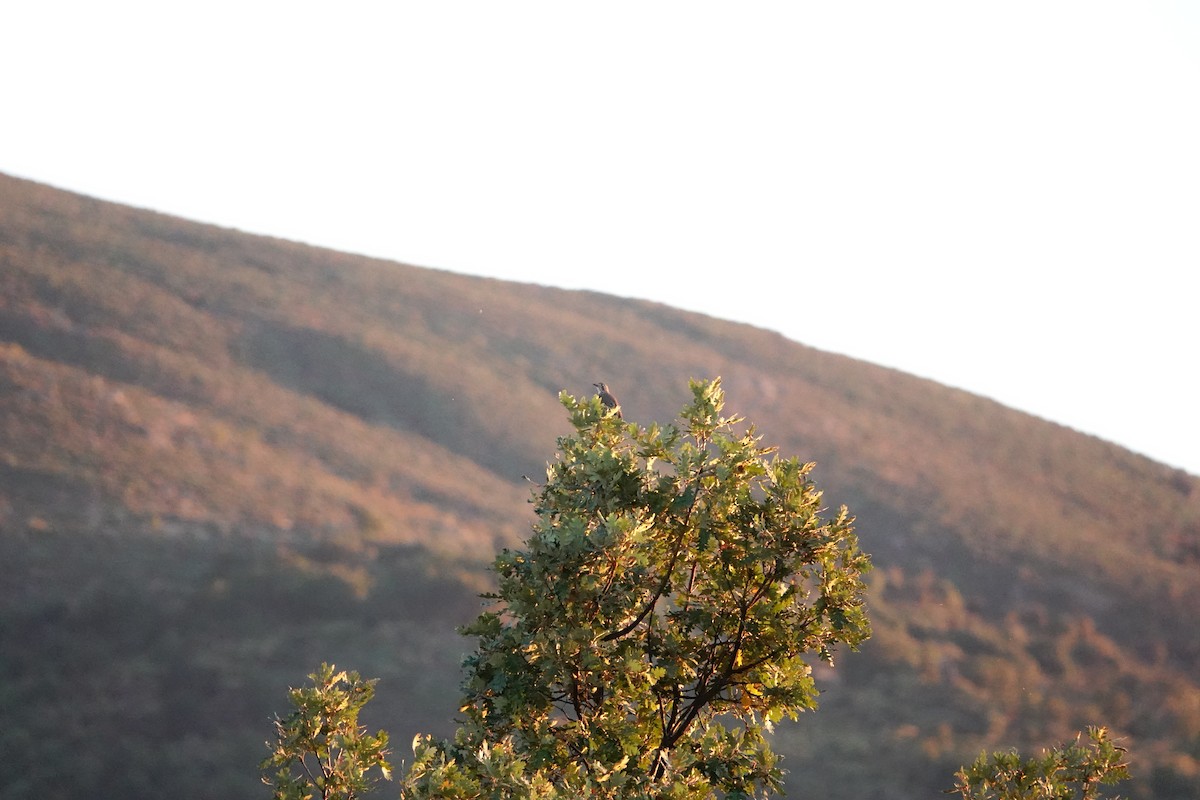 槲鶇 - ML646409073