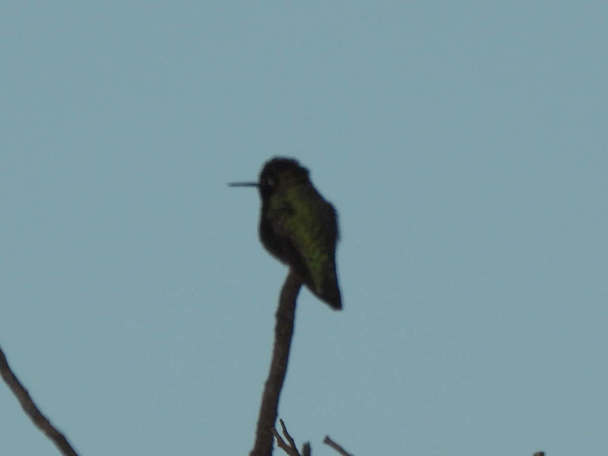 Anna's Hummingbird - ML646409075