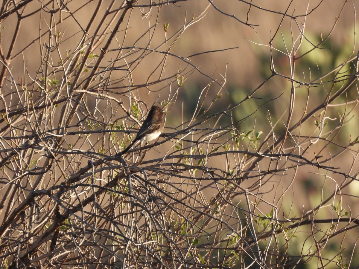 Black Phoebe - ML646409078