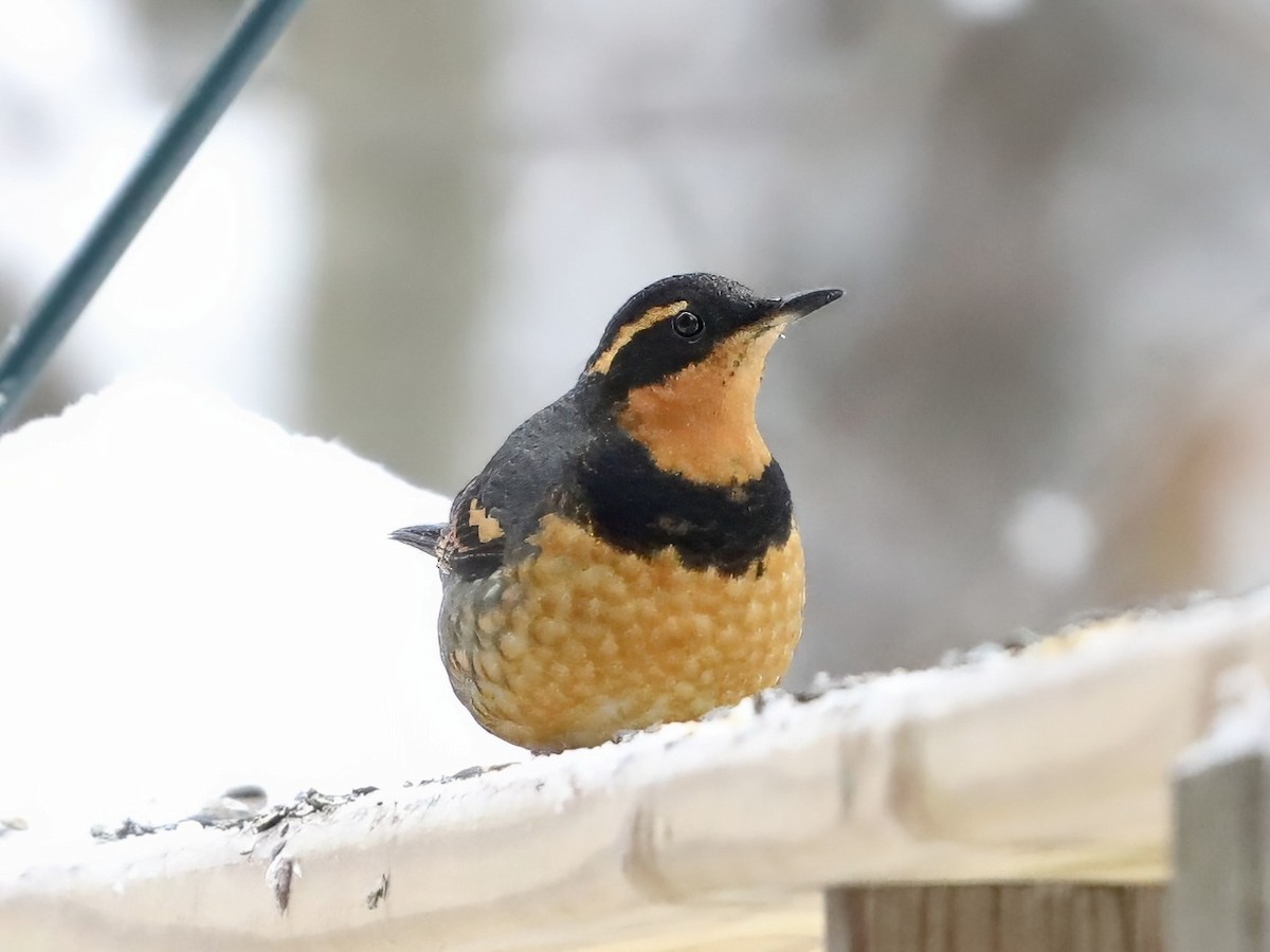 drozd pruhokřídlý - ML646409081