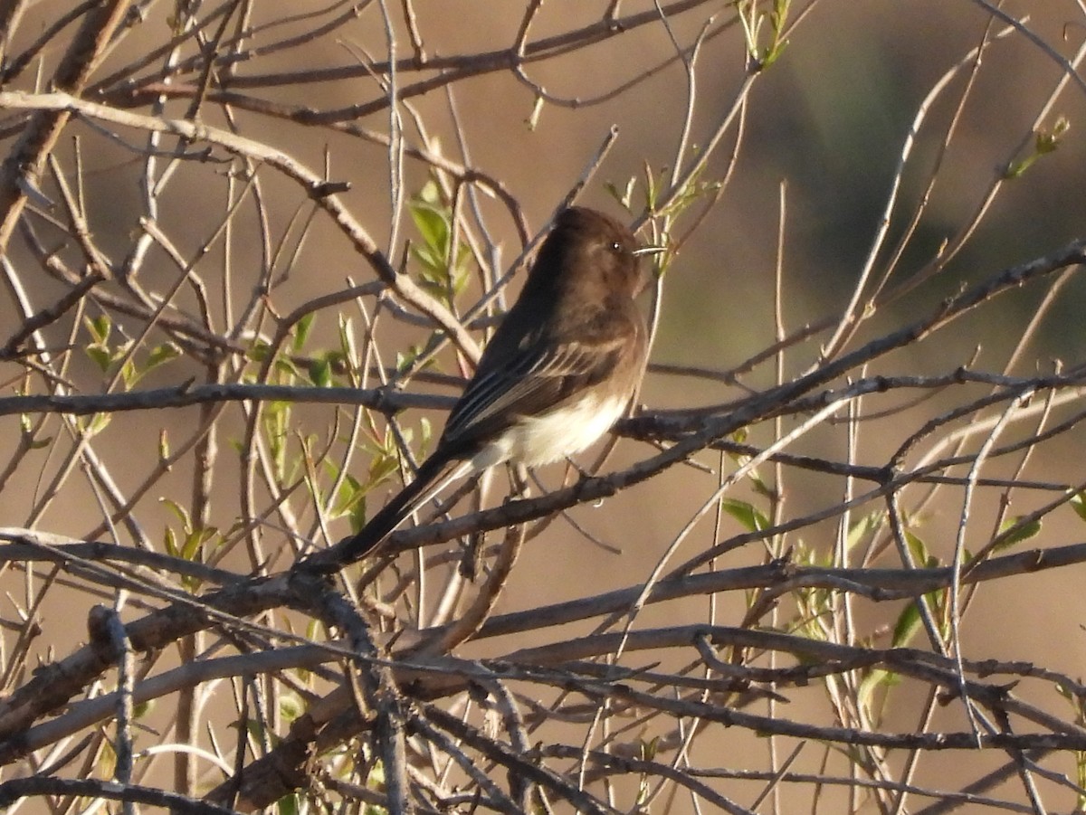 Black Phoebe - ML646409082