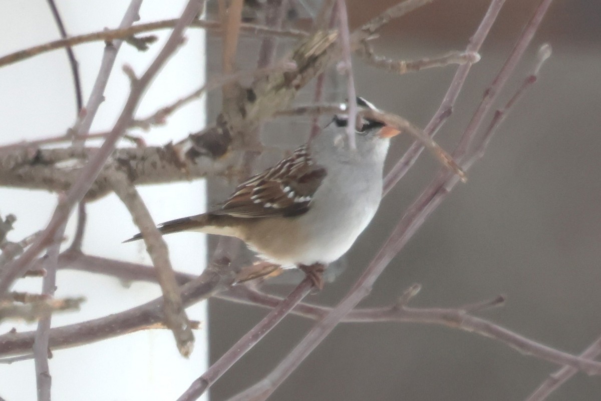 Бруант білобровий - ML646409083