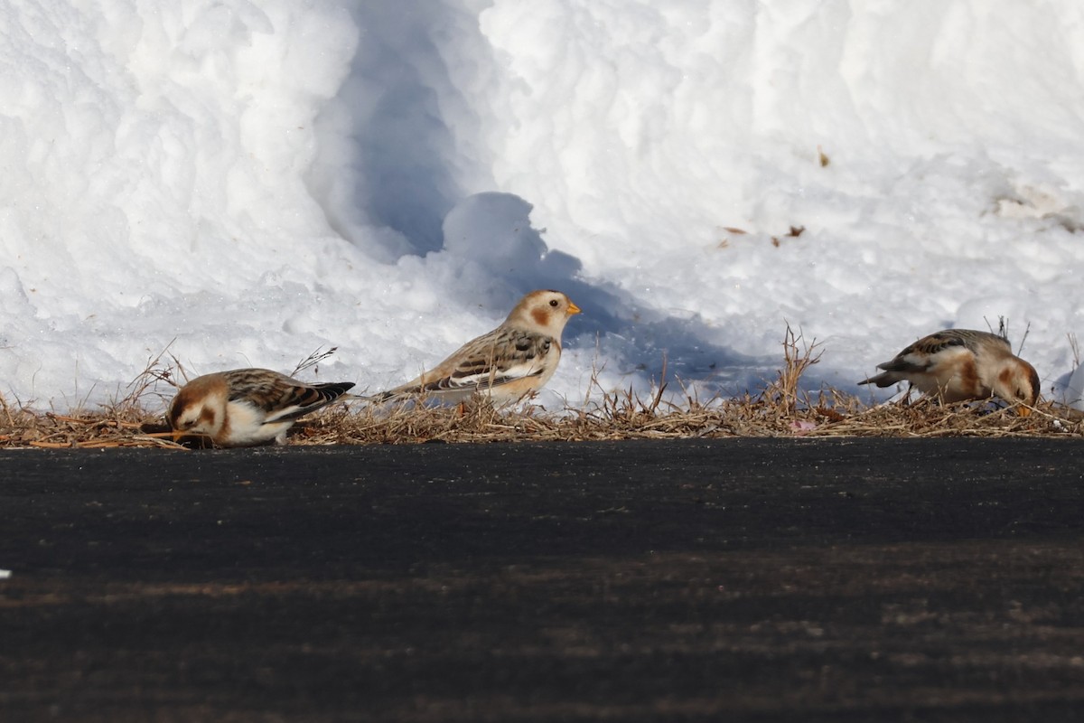 Elur-berdantza - ML646409084