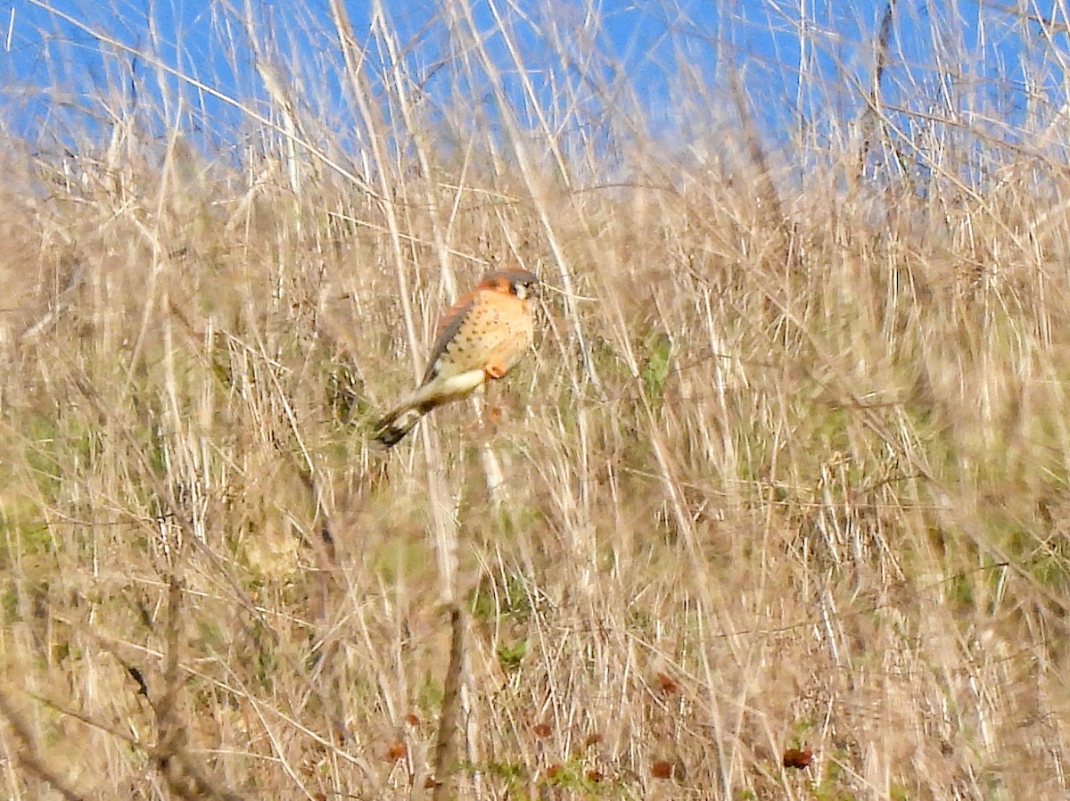 American Kestrel - ML646409085
