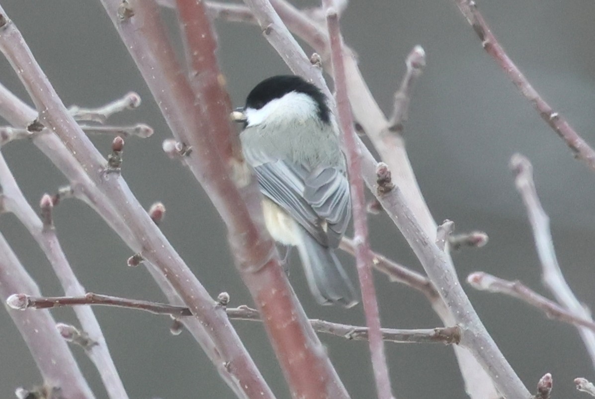 Гаїчка каролінська - ML646409086