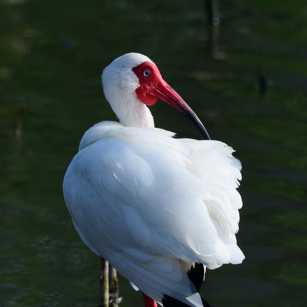 Белый ибис - ML646409088