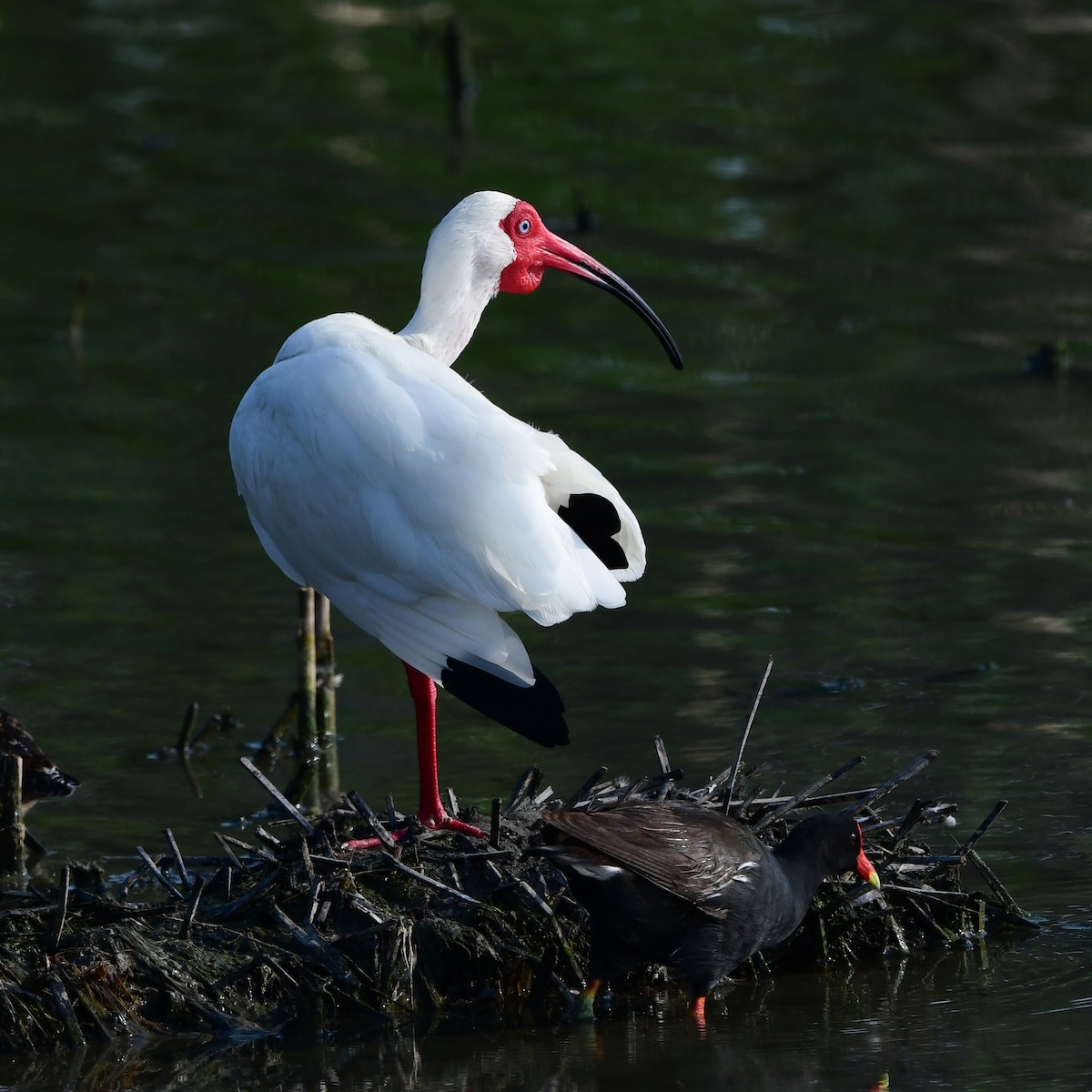 Белый ибис - ML646409089