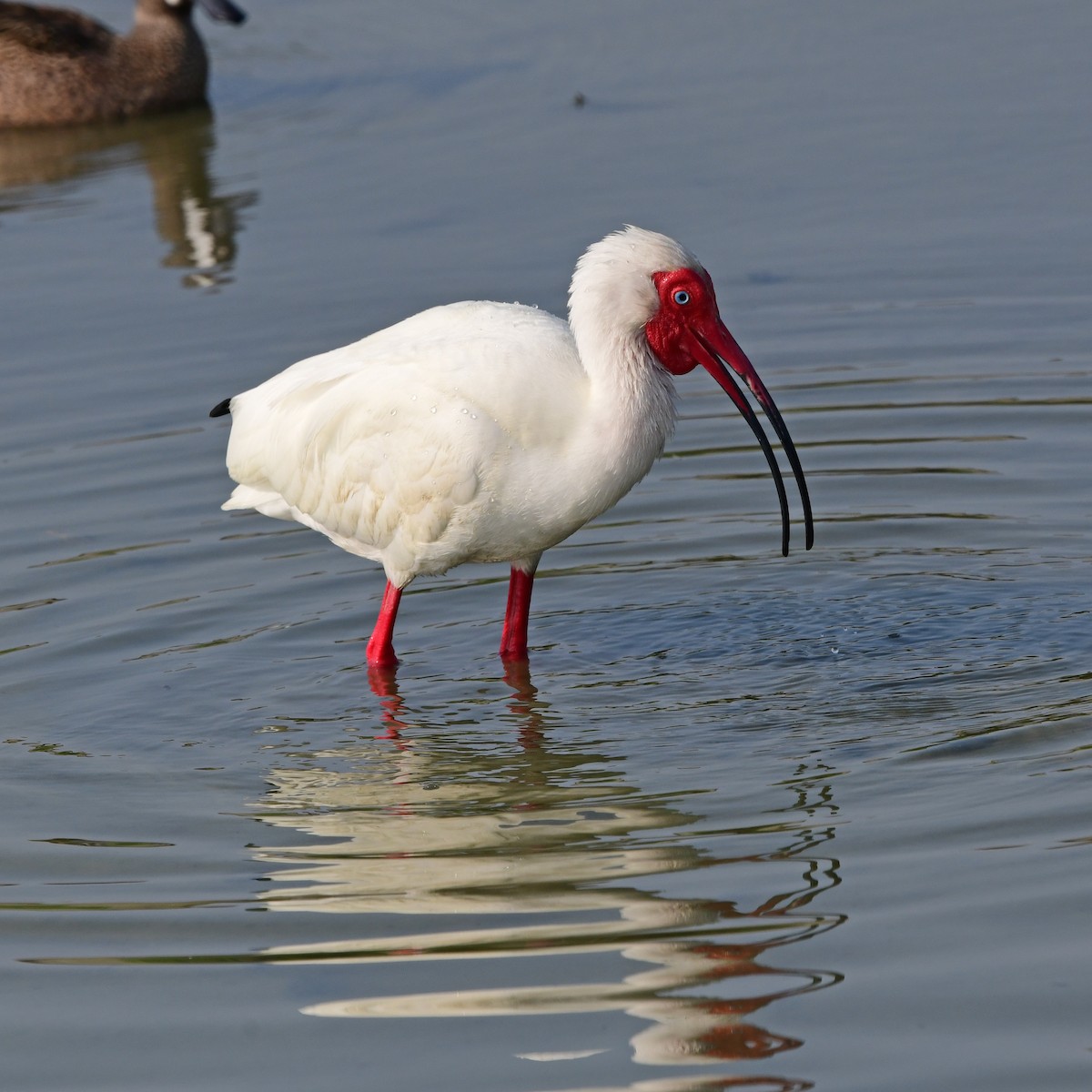 Белый ибис - ML646409090