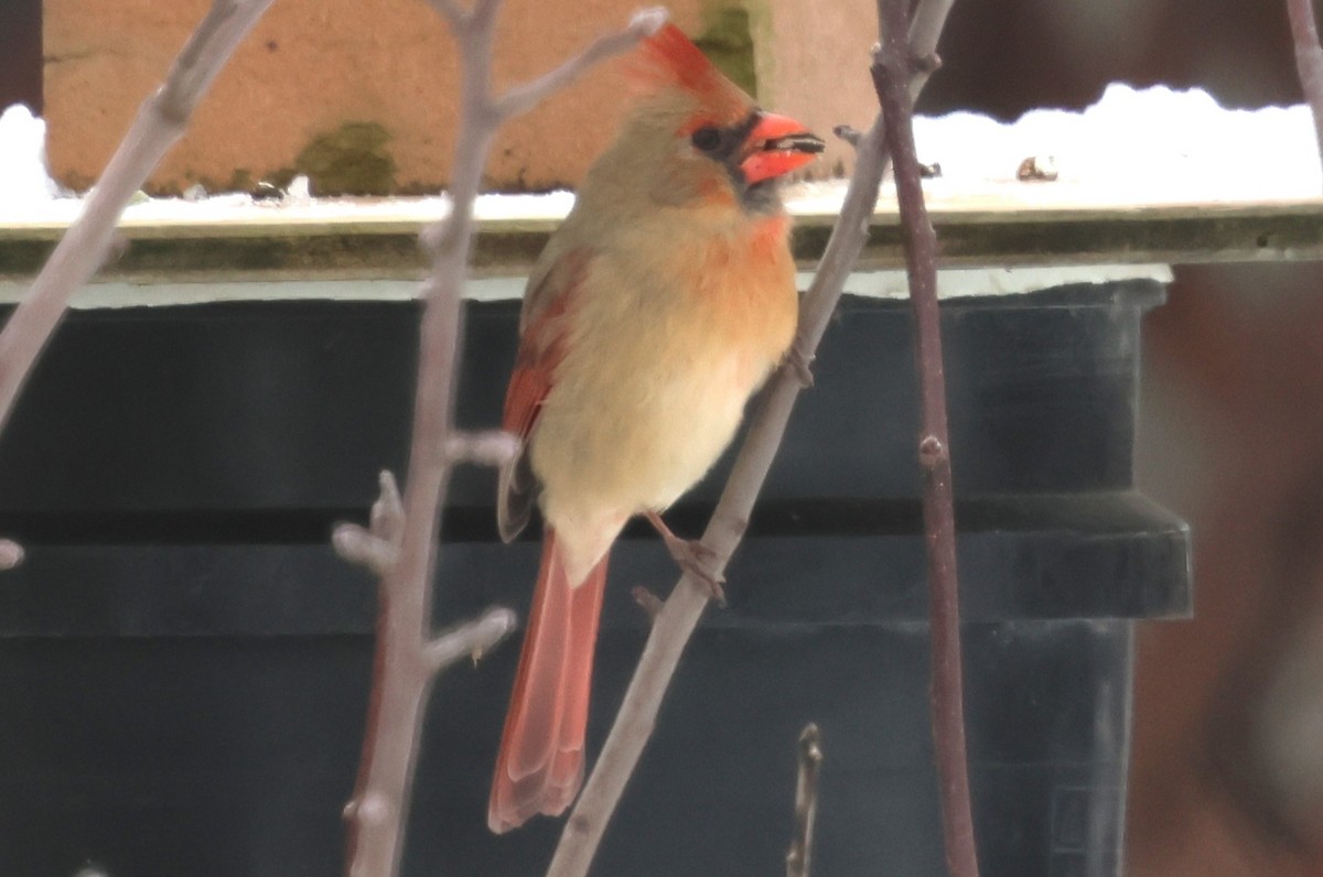 Кардинал червоний - ML646409093