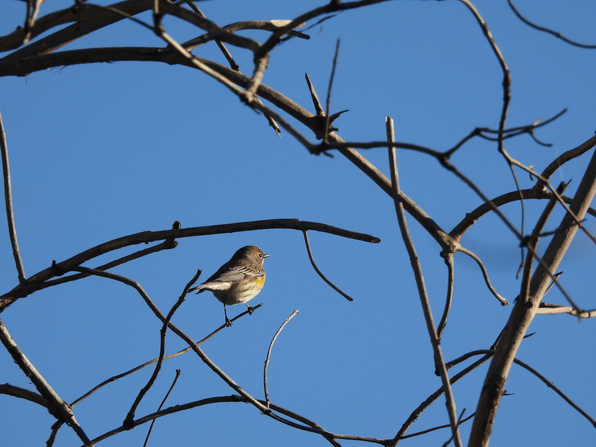 Yellow-rumped Warbler - ML646409097