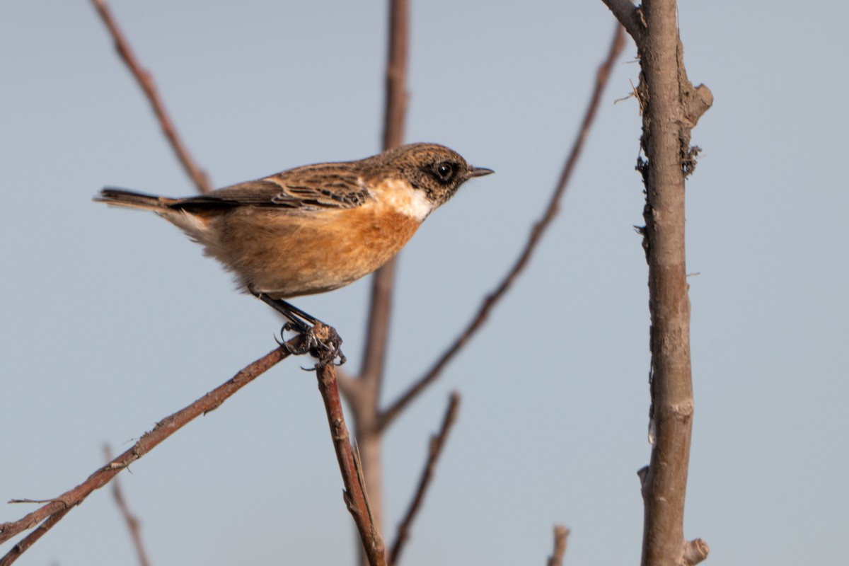 Taşkuşu - ML646409100