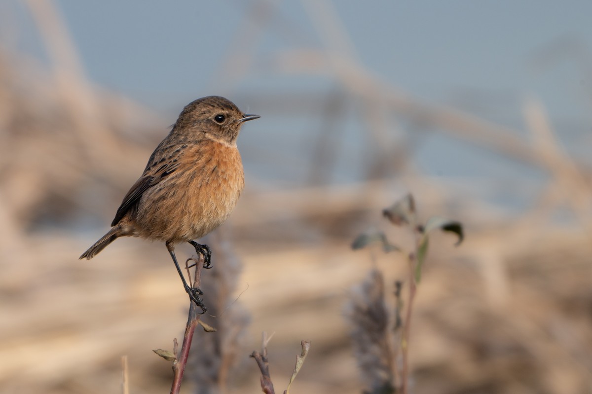 Taşkuşu - ML646409102