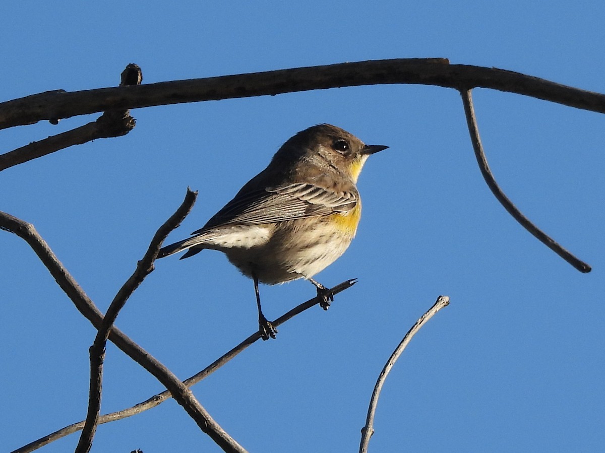 Yellow-rumped Warbler - ML646409103