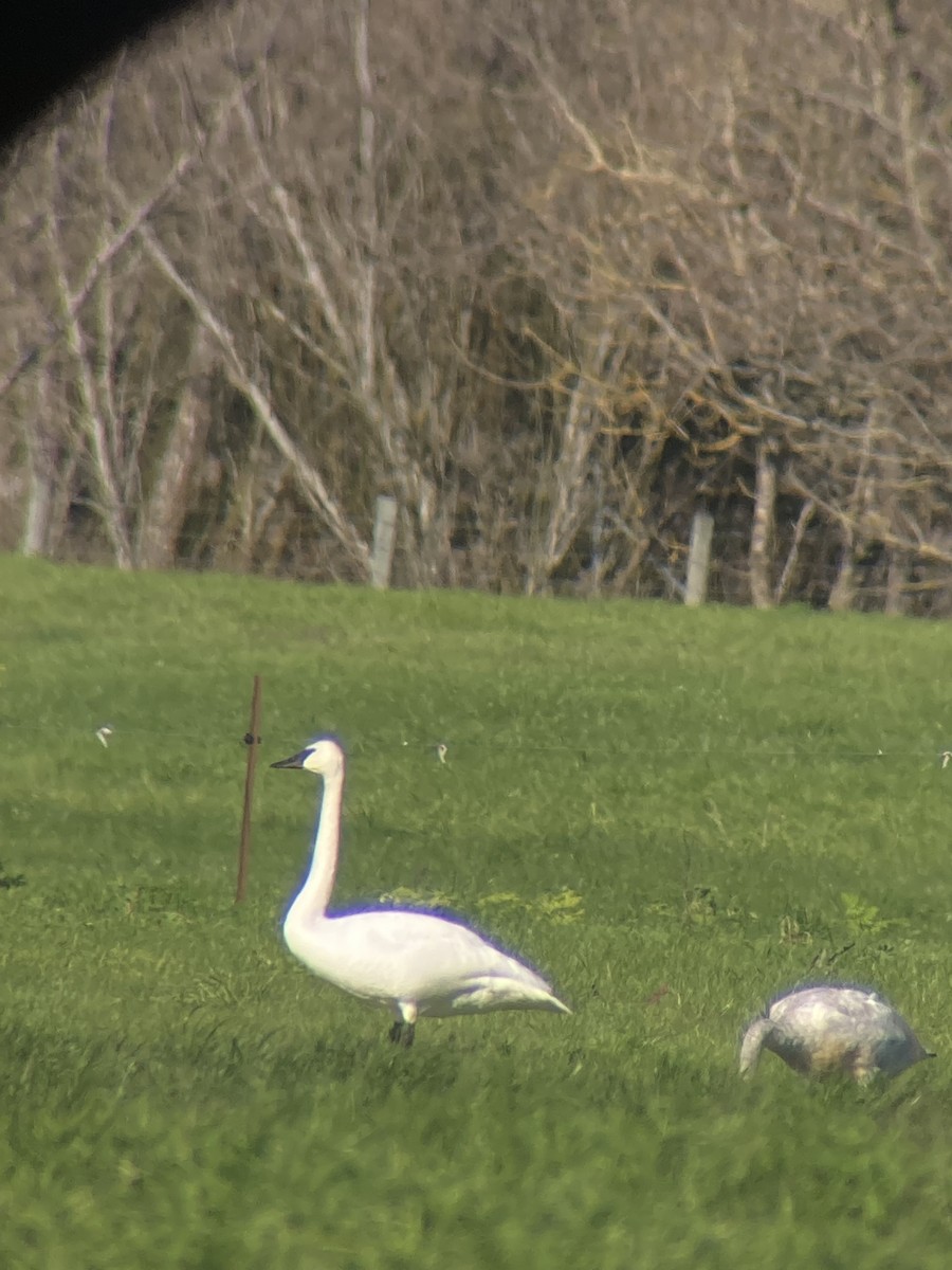 Trumpeter Swan - ML646409104