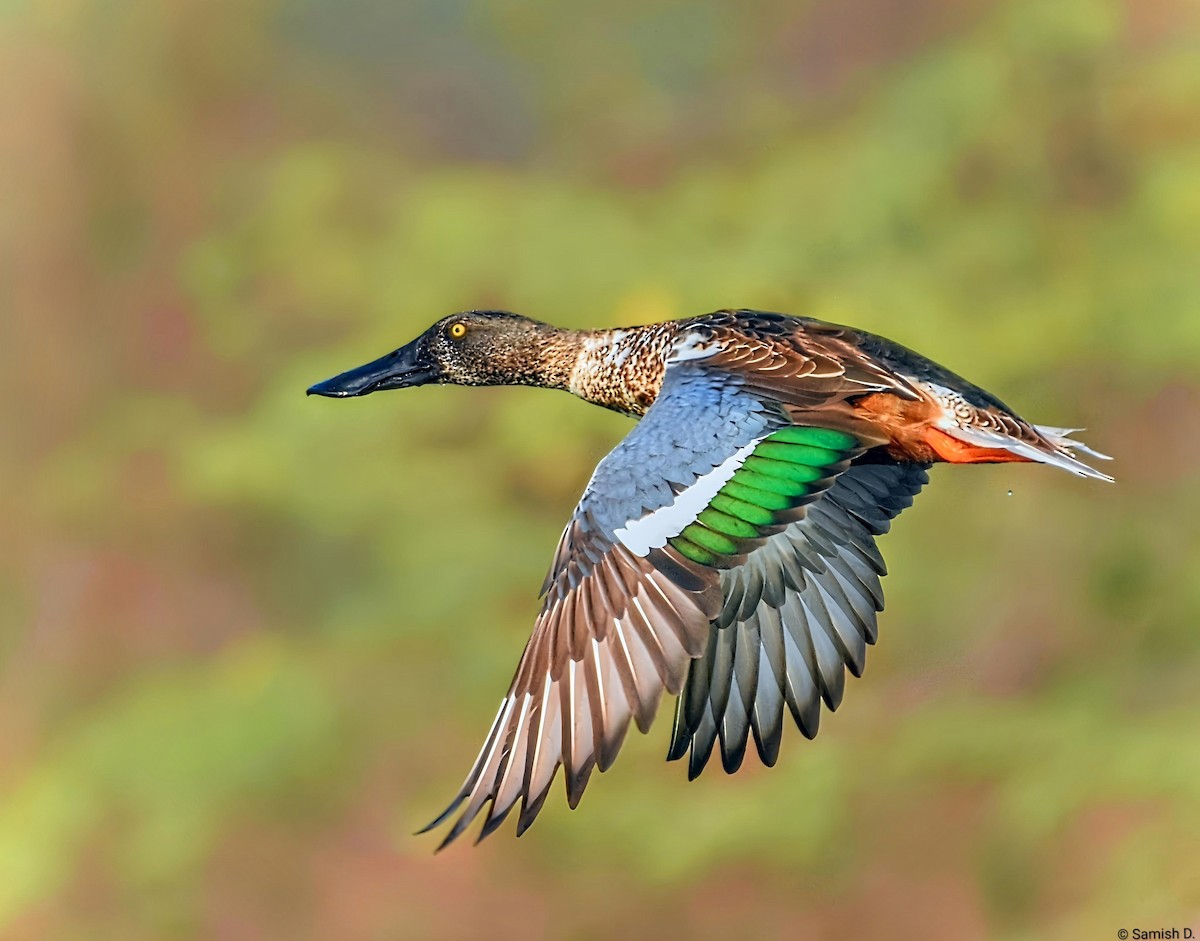 lžičák pestrý - ML646409105